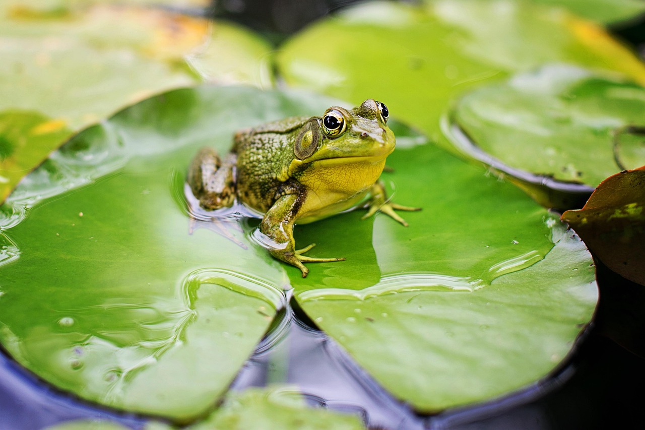 Free Frog Animal photo and picture