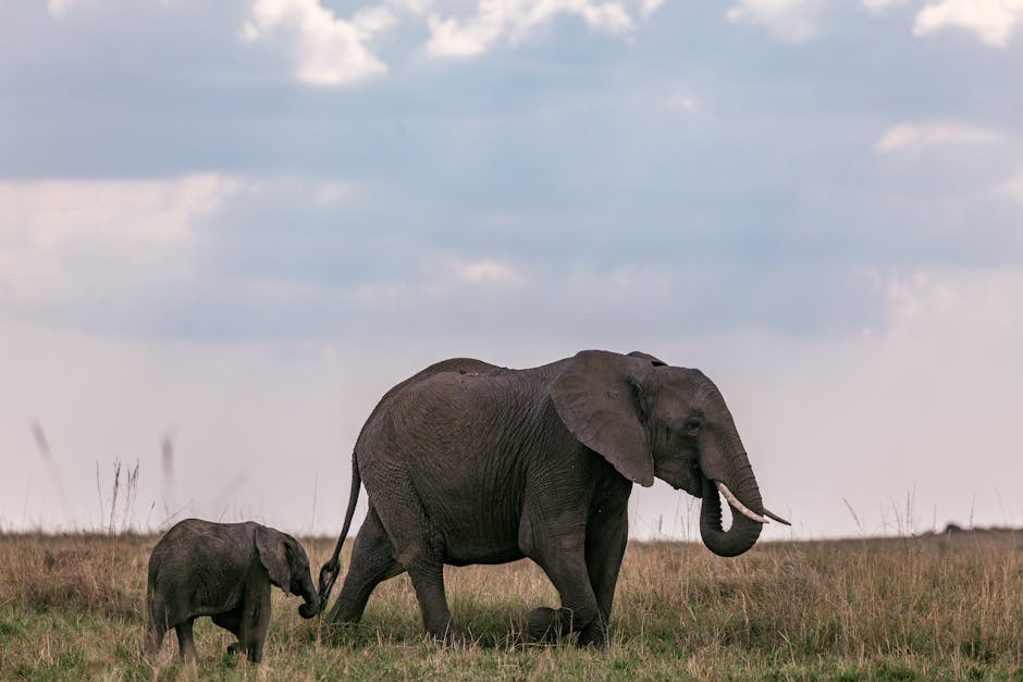 Wild elephant with tusks grazing in nature on grassy field with calf against cloudy sky in national park in Africa