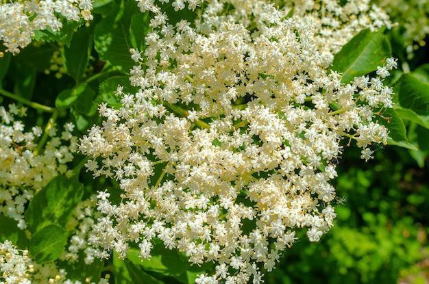 Fiori di sambuco