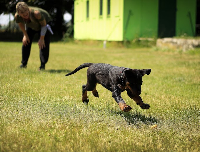 Puppy Training  A Beginner's Guide to Getting Started