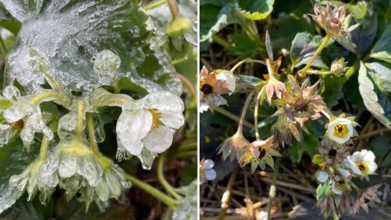 Late Spring Frost