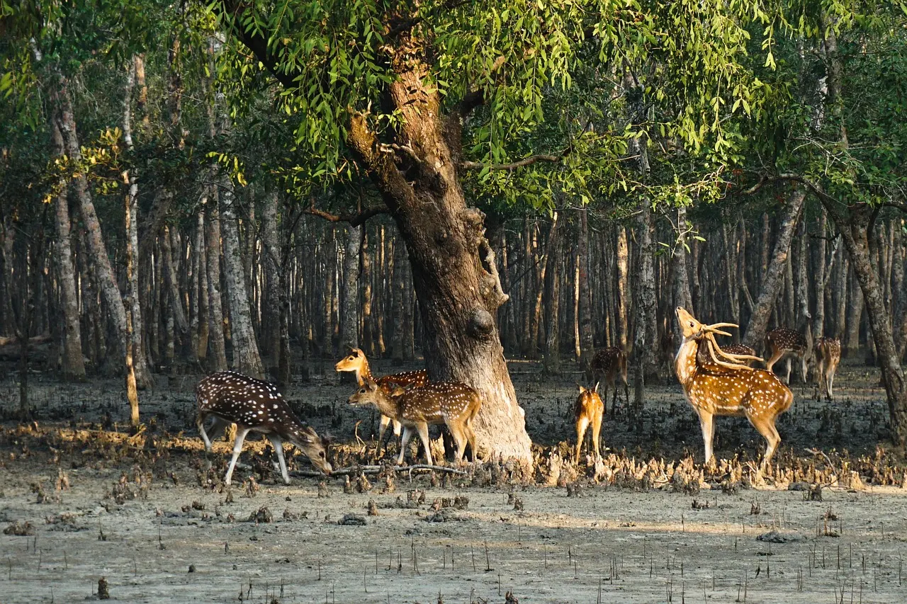 February 14th commemorates Sundarbans Day in Bangladesh, symbolizing the nation's commitment to preserving its natural heritage and biodiversity.