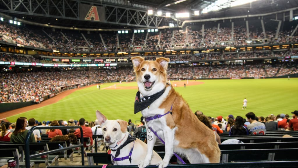 Dog-Friendly Major League Baseball Games for the 2023 Season | DogTails