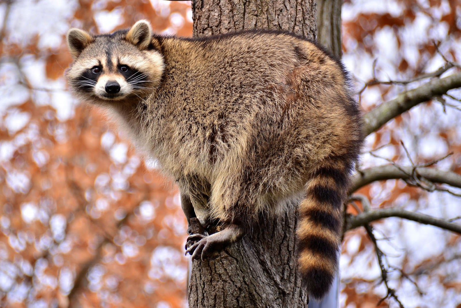 Why Do Raccoons Live So Short