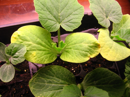Poor Soil Quality
