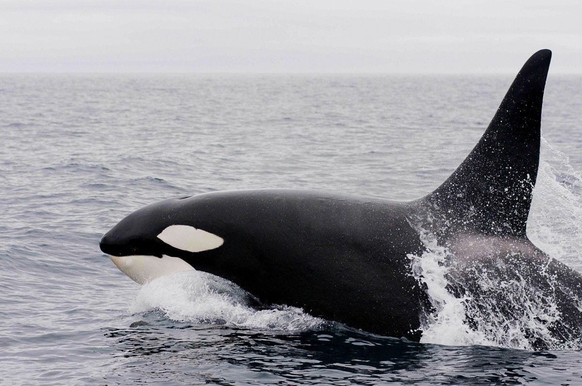 Unveiling the Layers of Whale Dream Meanings
