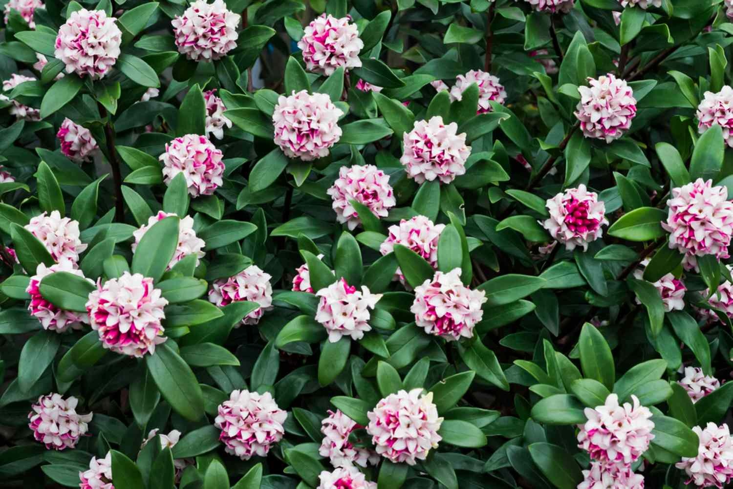 Daphne (Daphne spp.)