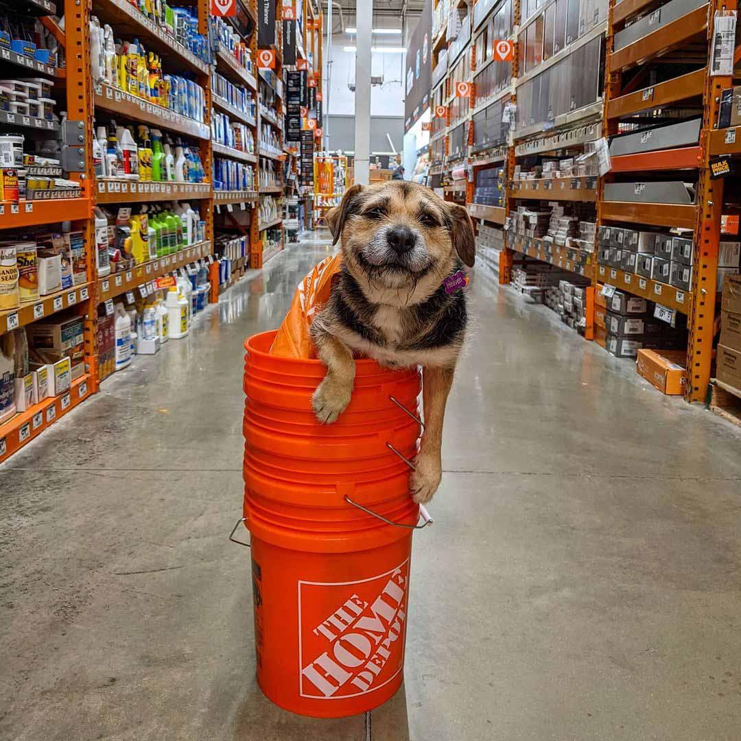 Home Depot Hires Shy Former Shelter Dog As Employee, And She's The Most  Hardworking Employee Ever – DEFUSED