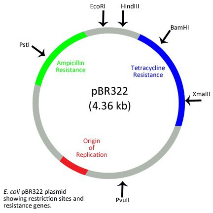 How to Choose the Right Plasmid Vector