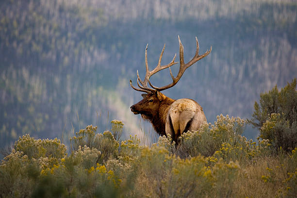 Yellowstone National Park wildlife