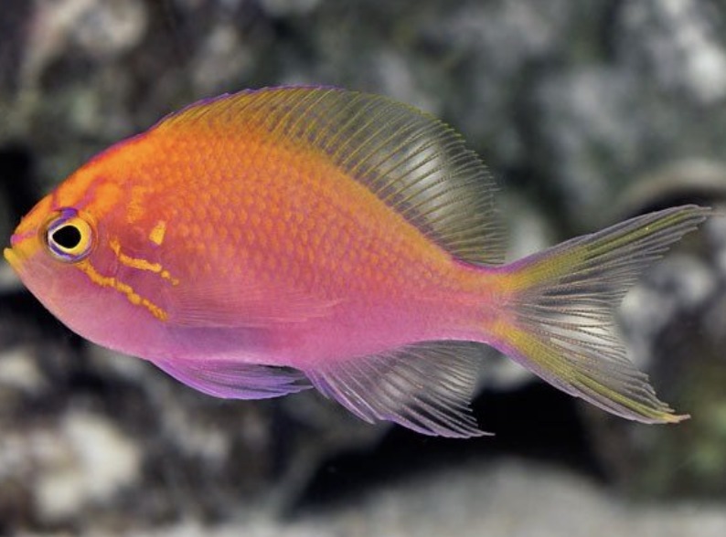 Saltwater Fish for Aquariums - Fathead Sunburst Anthias