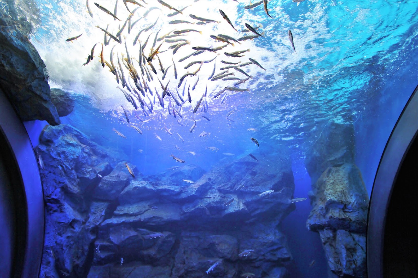 最大級のイトウが見られる！山の大地の水族館（山の水族館）