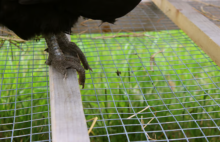 wire mesh floor of chicken coop