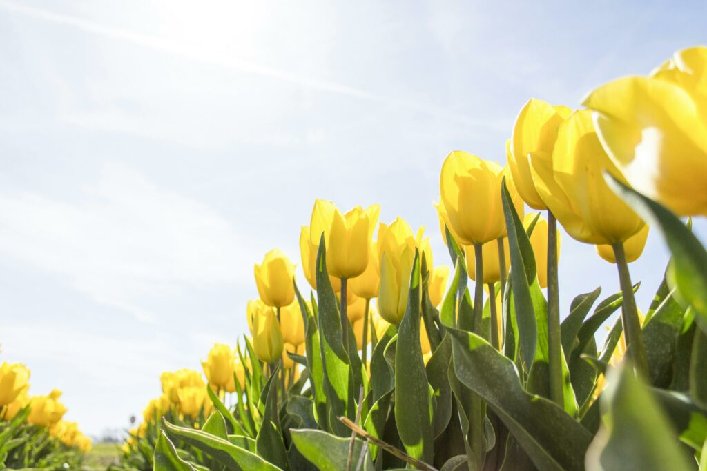 Tulips in a field encouraging movers to move to oxford pa