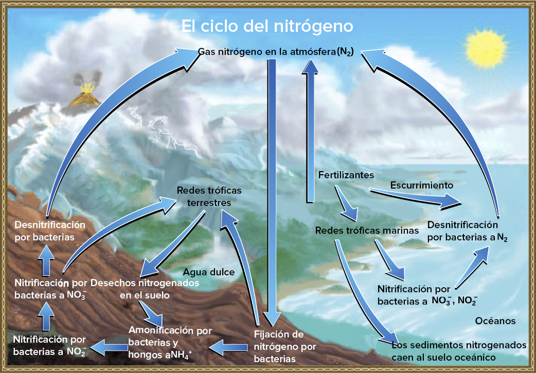 La ilustración muestra el ciclo del nitrógeno. Las bacterias fijadoras de nitrógeno fijan el nitrógeno gaseoso de la atmósfera en nitrógeno orgánico, el cual entra a las redes tróficas terrestres y sale de ellas en forma de desechos nitrogenados que van al suelo. Las bacterias y los hongos del suelo llevan a cabo la amonificación de estos desechos,  y convierten el nitrógeno orgánico en iones de amonio, NH4+. Las bacterias nitrificantes transforman el amonio en nitrito, NO2-, y luego en nitrato, NO3-. Las bacterias desnitrificantes convierten el nitrato de nuevo a nitrógeno gaseoso, que regresa a la atmósfera. El nitrógeno de los escurrimientos y fertilizantes llega al océano, donde entra en las redes tróficas marinas. Parte del nitrógeno orgánico cae al fondo oceánico en forma de sedimento. Otra parte de este es convertido en iones nitrito y nitrato, los cuales se transforman nuevamente en nitrógeno gaseoso en un proceso análogo al que ocurre en la tierra.