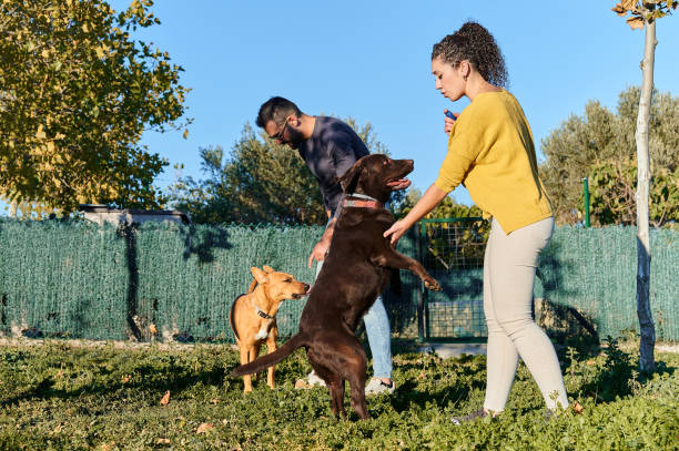 Going after your dog at the dog park