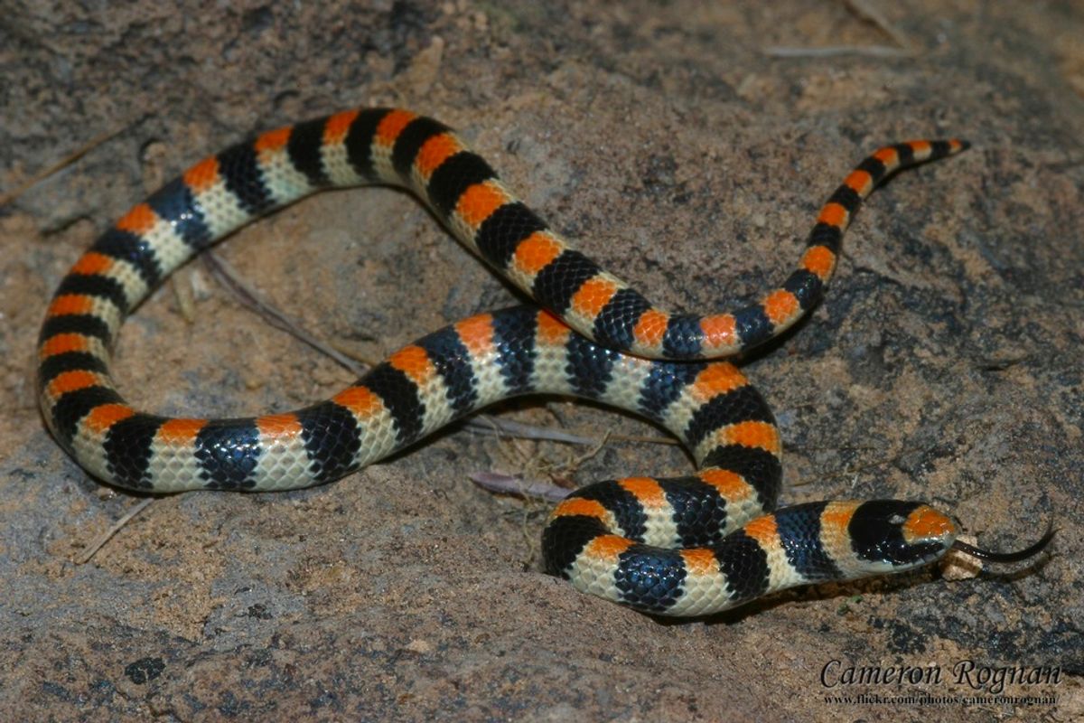 Understanding the Symbolism of Black and Orange Snakes in Dreams