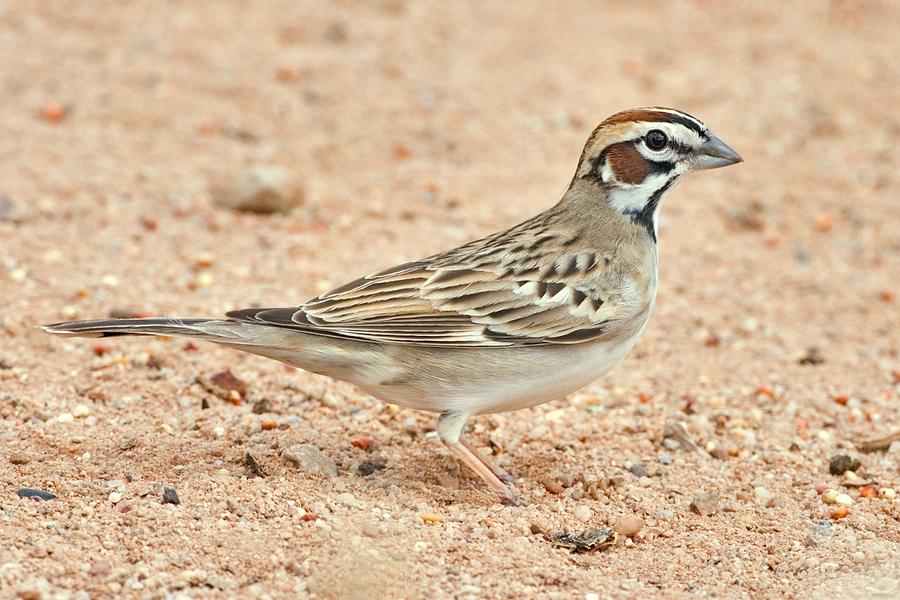 Lark sparrow - Wikipedia