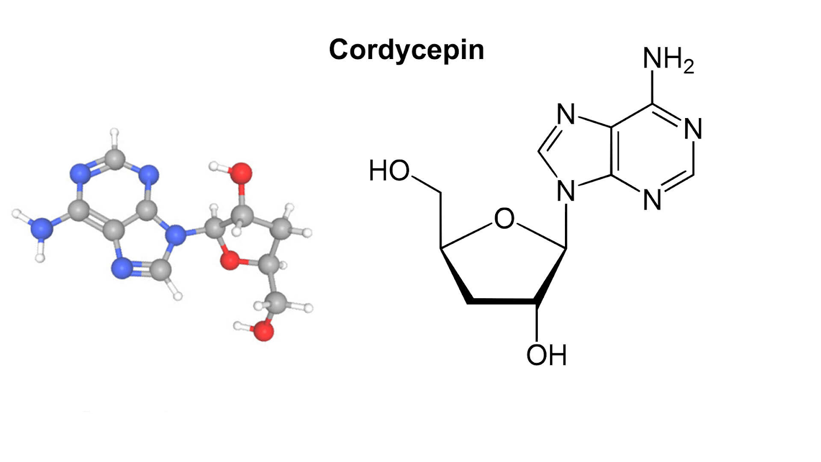 Cordycepin là hợp chất như nào