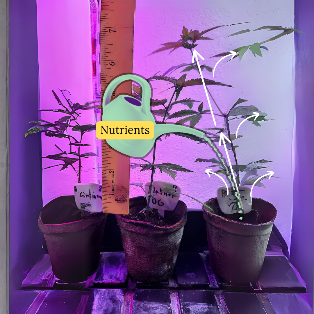 Nutrients move through the cannabis plant
