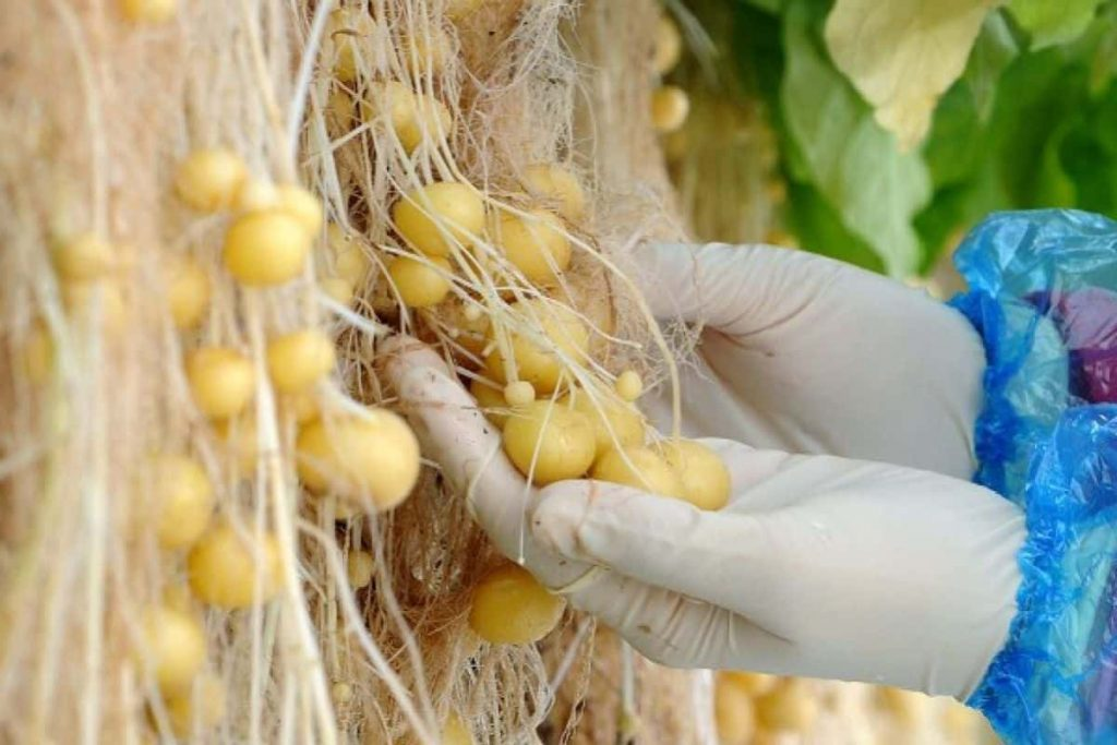 In a hydroponic system