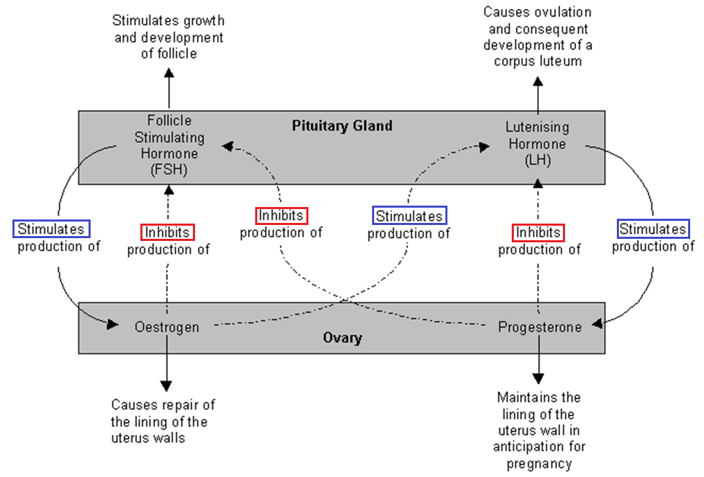 https://resource.download.wjec.co.uk/vtc/2020-21/el20-21_1-1/images/eng/4.1_human_reproduction_image_12.png