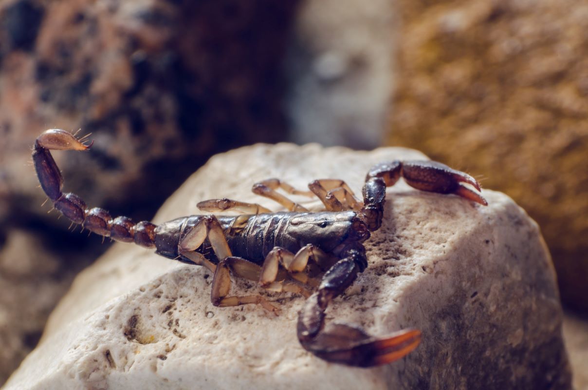 A close-up shot of a scorpion sitting on a rock.
