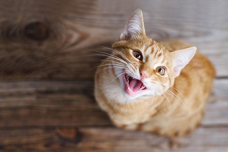 gato atigrado pelirrojo mirando hacia arriba maullando