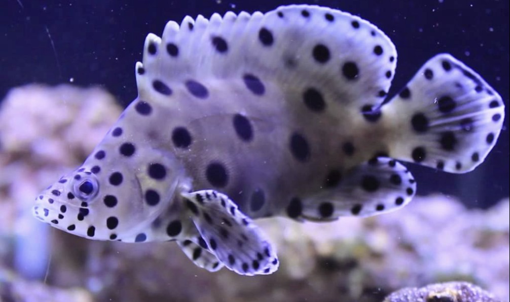 Saltwater Fish for Aquariums - Grouper Fish such as the Panther Grouper