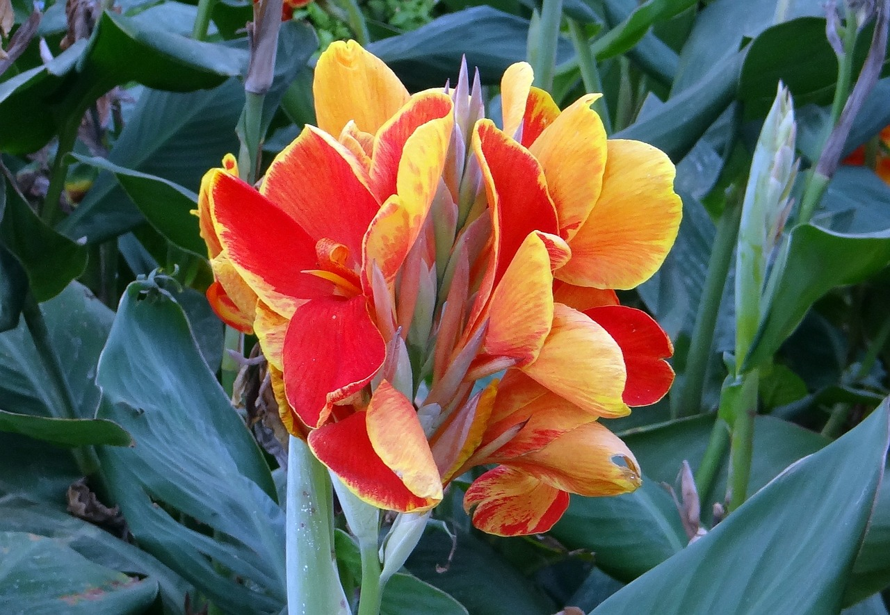 Canna are the easiest flowers to grow in Florida 