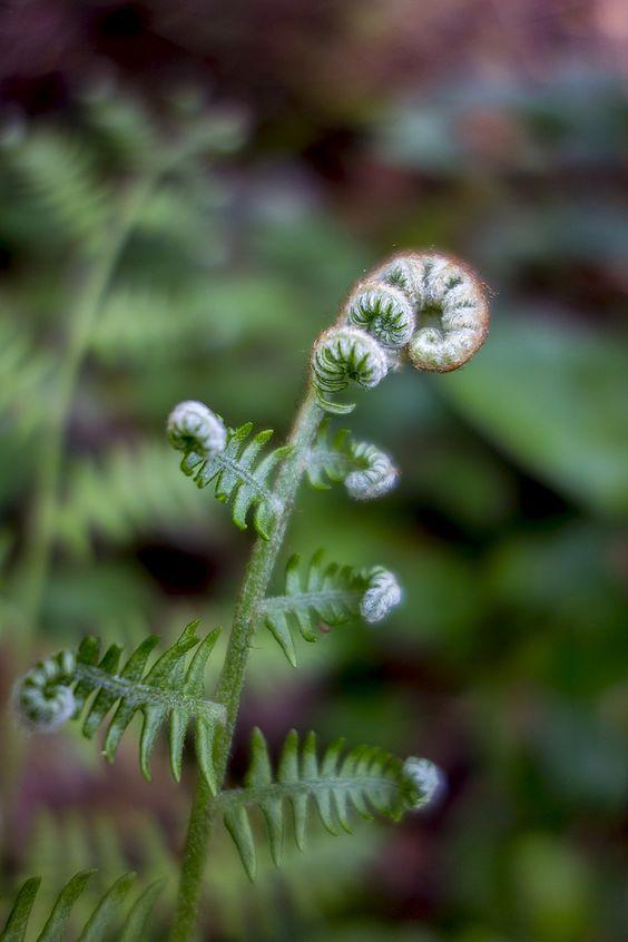 Fern Shoot (Prothalli) 