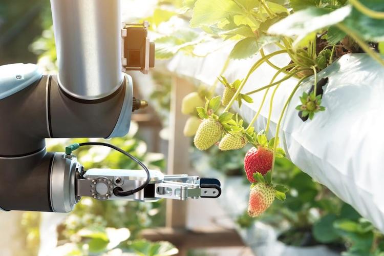 Top 5 Food Industry Technology Advances In 2019 – Robotics & Automation News