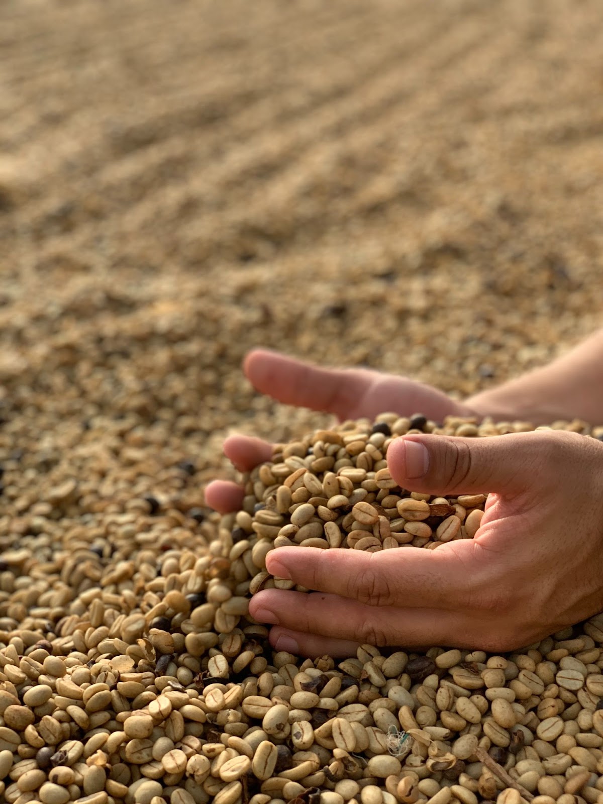 Hands cradling a pile of unroasted, green coffee beans.