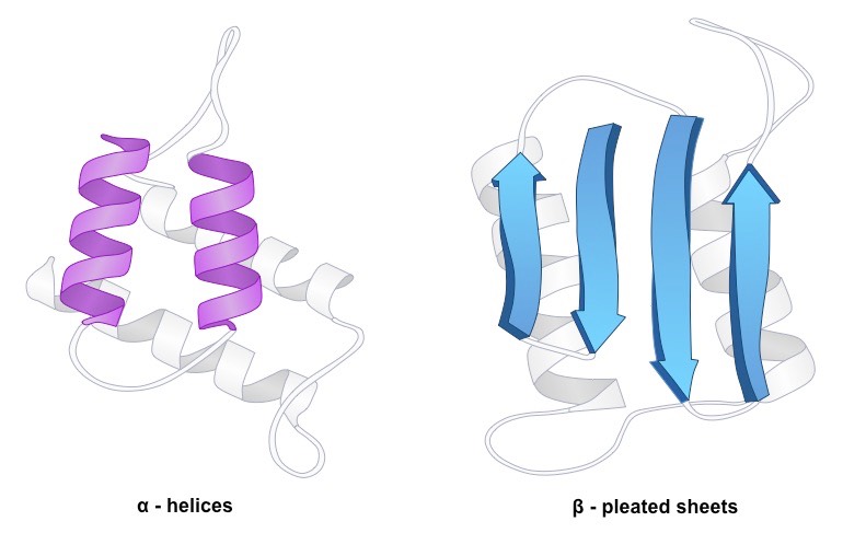 secondary structure