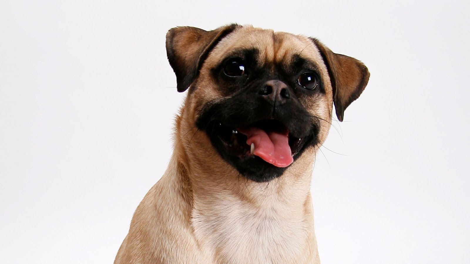 portrait of a happy retro pug dog smiling grey background