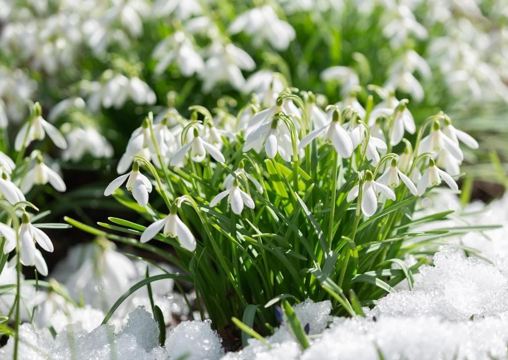 Das Schneeglöckchen zeigt seine Blüten oft schon während der Schneeschmelze.
