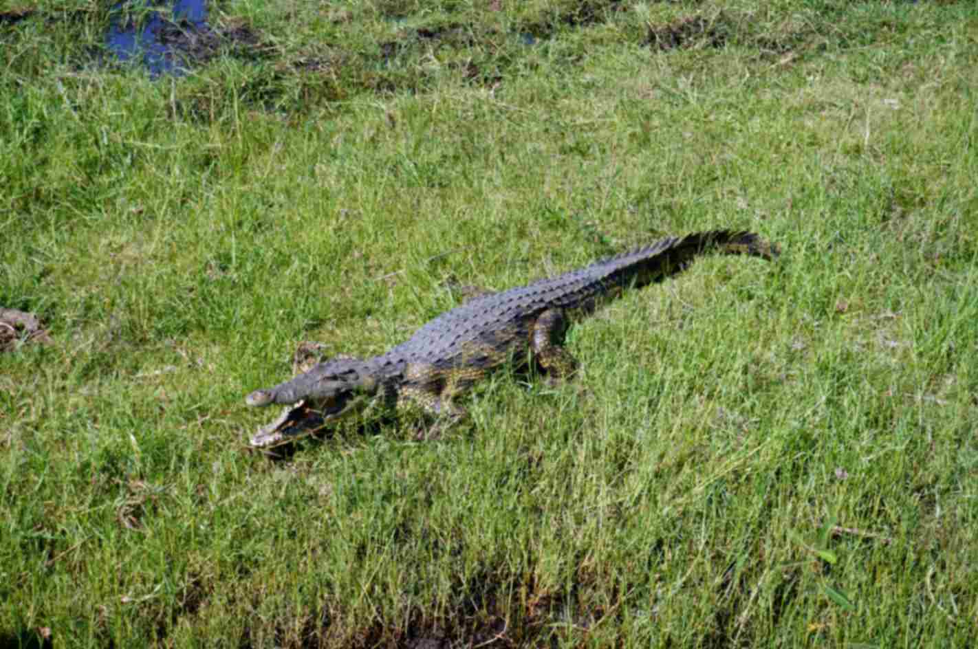 crocodiles on green grass at chobe national park