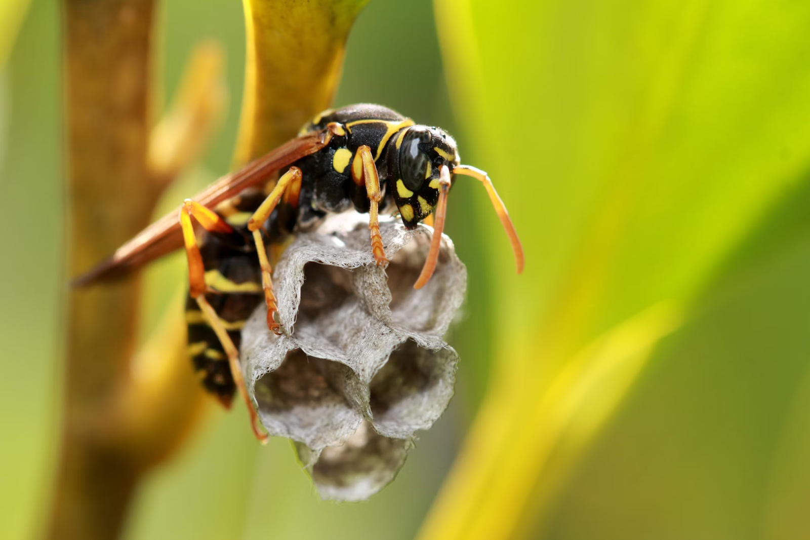 Pest Control