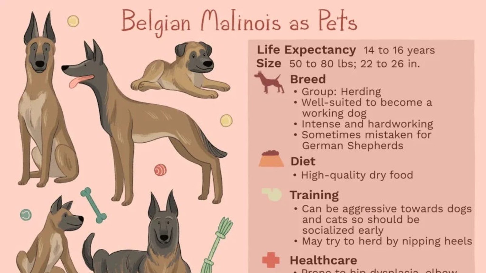 Black Belgian Malinois