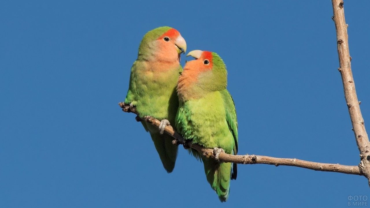 Wild Parrots Florida