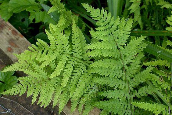 Marsh Fern