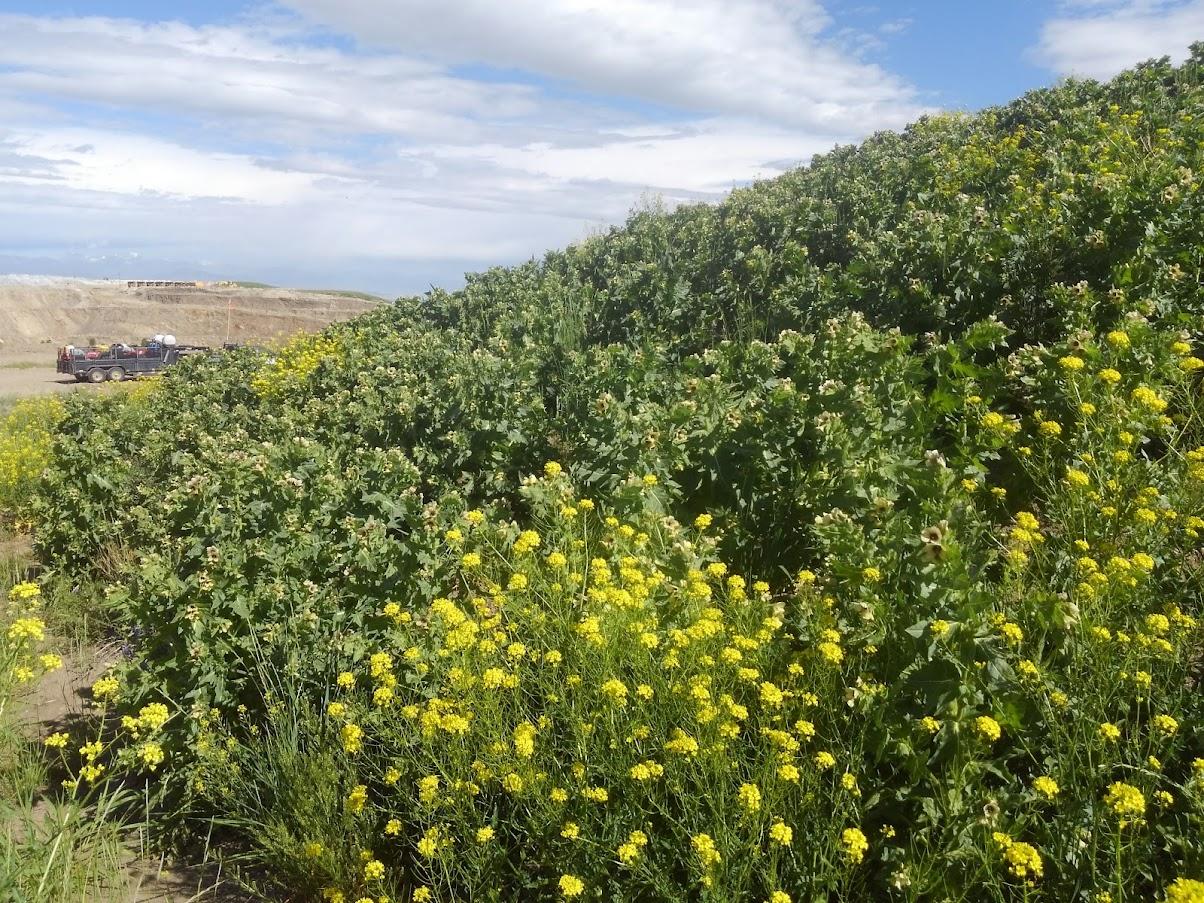 A field of yellow flowers

Description automatically generated with medium confidence