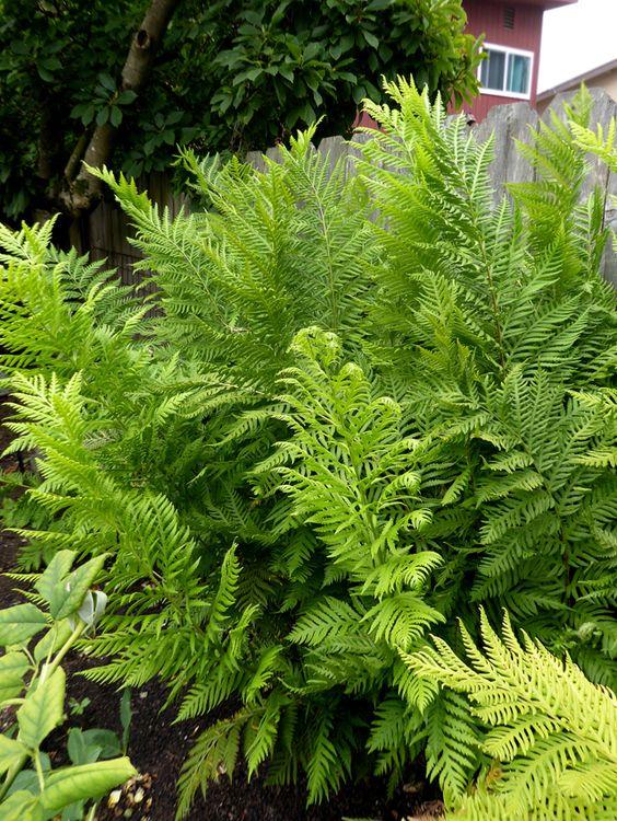 Giant Chain Fern 