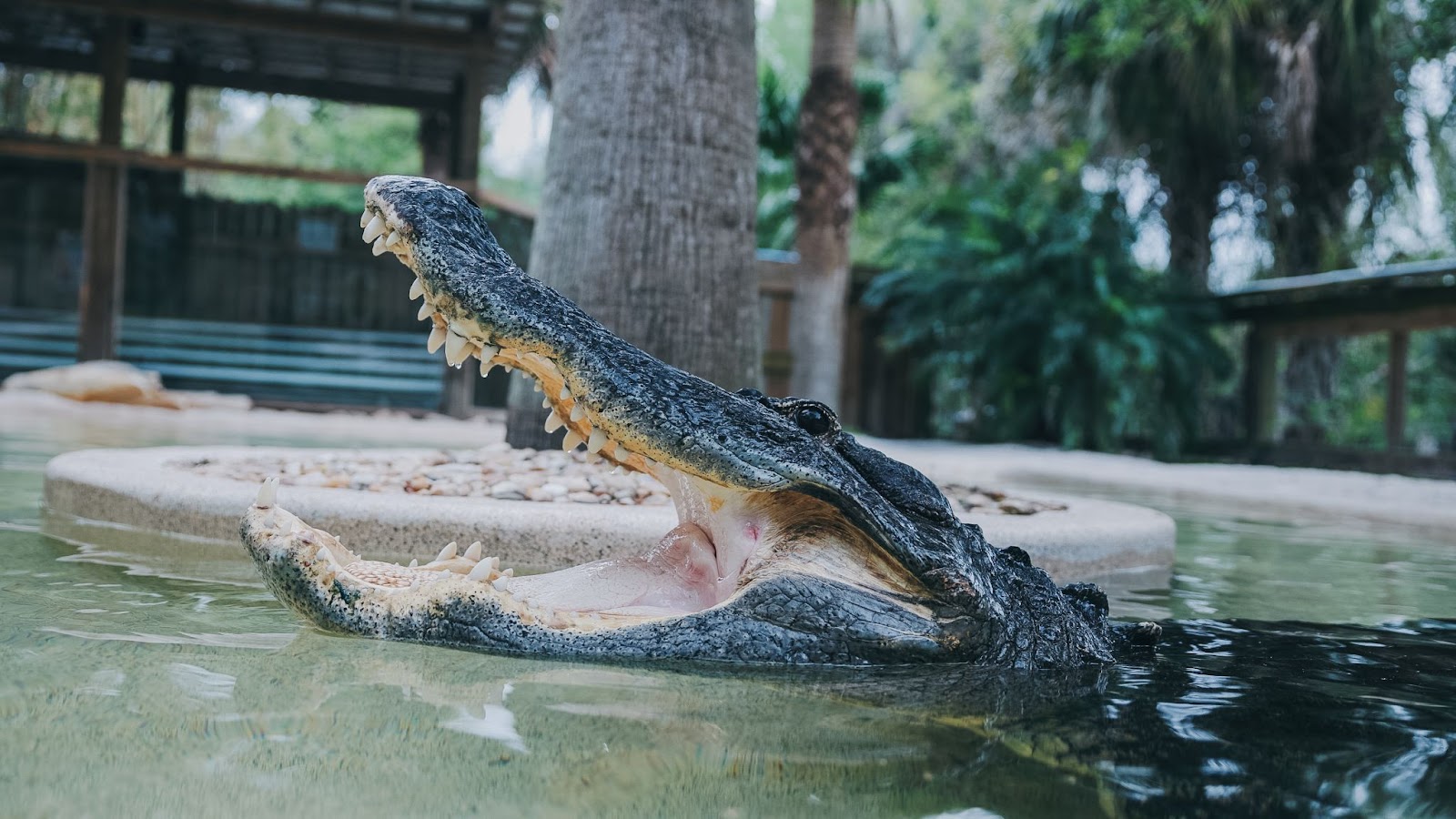 An alligator gets ready to eat at Wild Florida's Gator Park