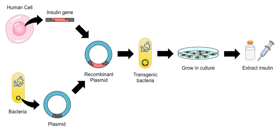 insulin production