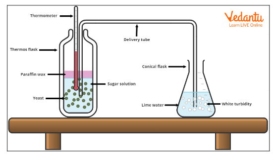 Experiment setup to test carbon dioxide and heat production during respiration