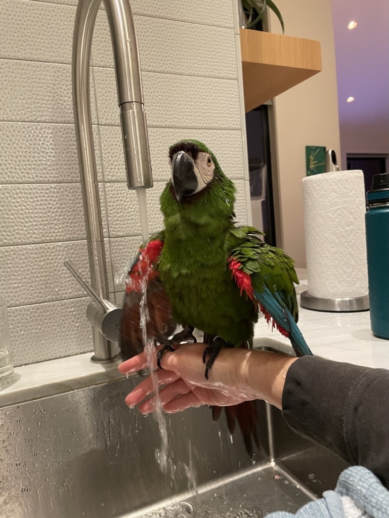 Green and red parrot in a sink with running water