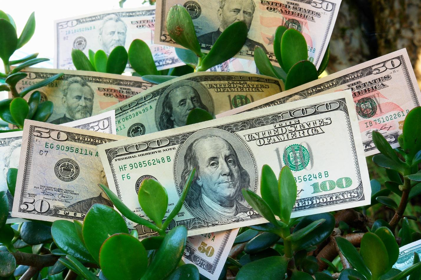 Money bills growing on a plant

Description automatically generated