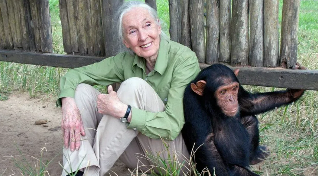 <strong>Jane Goodall: 90 años de aprendizajes sostenibles</strong> 0