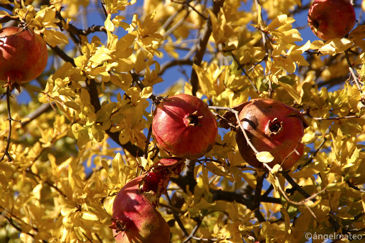 Punica granatum - Flickr